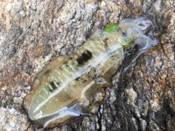 �����ꥤ��