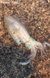 ¥¢¥ª¥ê¥¤¥«