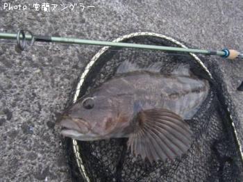 �����ʥ�