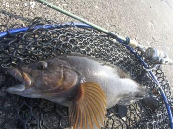 �����ʥ�