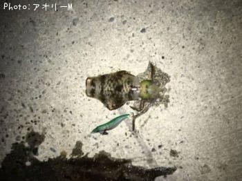 �����ꥤ��