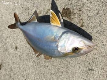 ¥·¥ç¥´¡Ê¥«¥ó¥Ñ¥Á¤Î»Ò¡Ë
