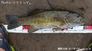 ���⡼��ޥ����Х�