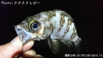 ��������Х�