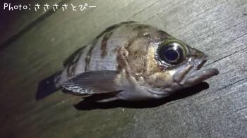 ��������Х�