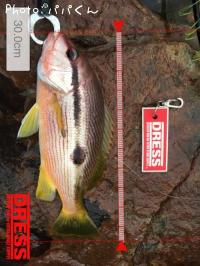 ¥è¥³¥¹¥¸¥Õ¥¨¥À¥¤