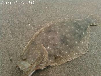 �ҥ��ʥ�����