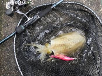 �����ꥤ��