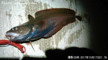 �������������ʥ�