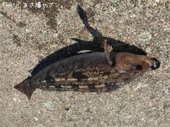 �����ʥ�