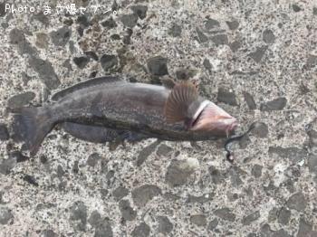 �����ʥ�