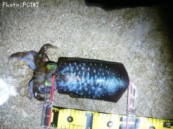 �����ꥤ��