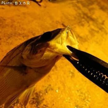 �ҥ饹����