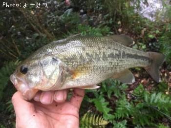 ¥Ö¥é¥Ã¥¯¥Ð¥¹