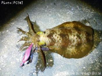 ¥¢¥ª¥ê¥¤¥«