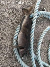 �����ʥ�