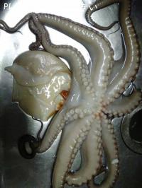 ���פΥ�ܥ��åסʥͥ��ˤ���