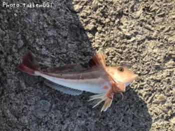 ���ʥ�����