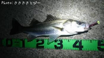 �����Х�