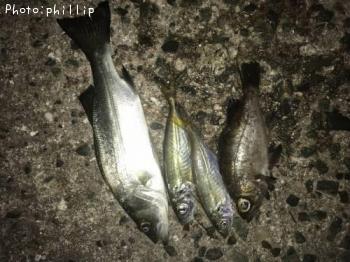 ��Х롢������������