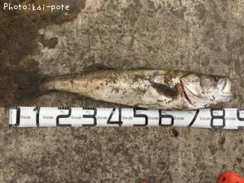 �����Х�