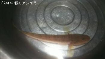 �ϥ�