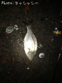 ���ߥ��ʥ�