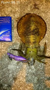 �����ꥤ��