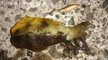 �����ꥤ��