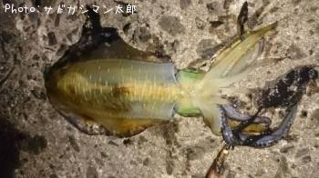 �����ꥤ��