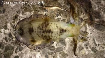 �����ꥤ��