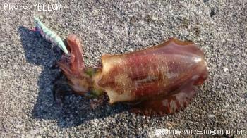 �����ꥤ��