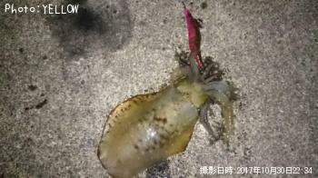 �����ꥤ��