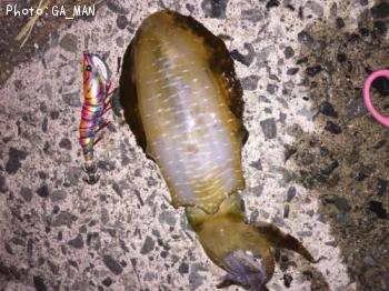 �����ꥤ��