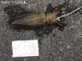 �����ꥤ��