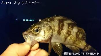 ��Х�������Х���