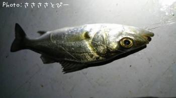 ��Х�������Х���