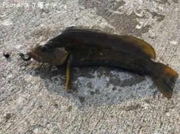 �����ʥ�