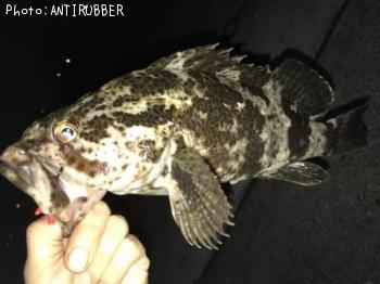 ¥Ù¥Ã¥³¥¦¥¾¥¤