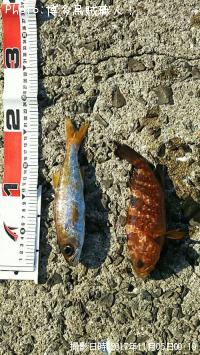 �����ϥ������