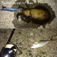 ¥¢¥ª¥ê¥¤¥«