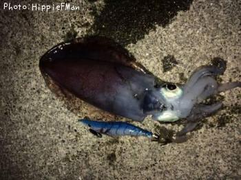 �����ꥤ��