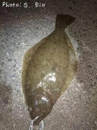 ¥Ò¥é¥á¡Ê¥½¥²¡Ë