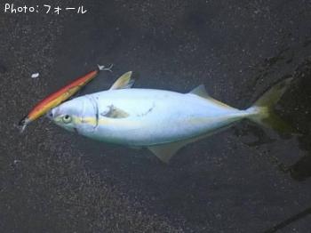 �參��