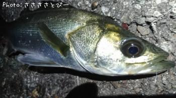 ��Х�����������������Х�