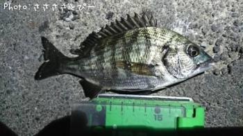 ��Х�����������������Х�