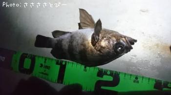 ��Х�����������������Х�