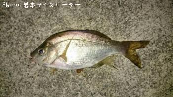 ¥¦¥ß¥¿¥Ê¥´