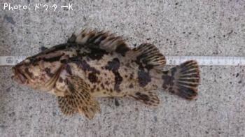 �����Υ���Х�