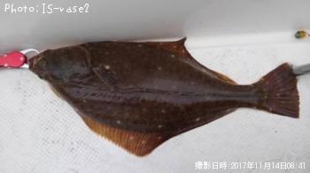 �������쥤